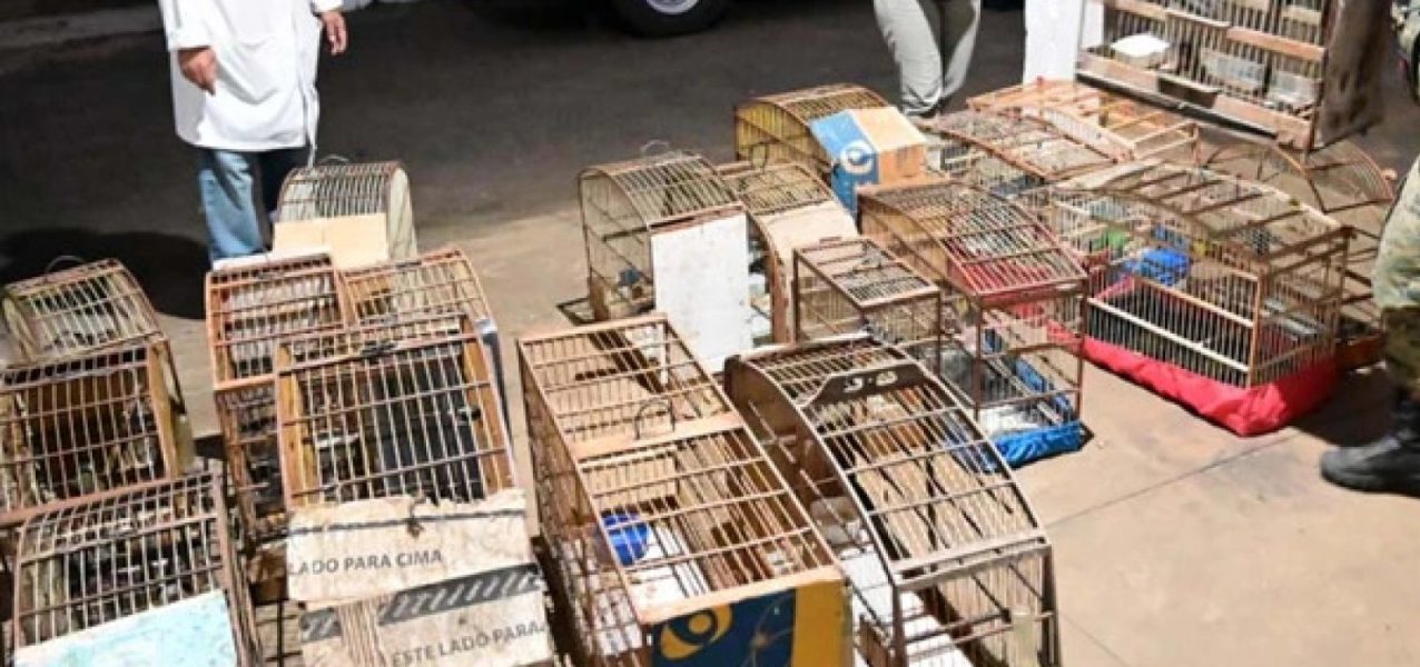 181825mais-de-40-aves-silvestres-sao-resgatadas-de-cativeiro-ilegal-no-interior-da-bahia-3