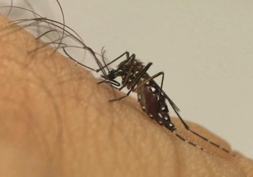 Mosquito-da-dengue